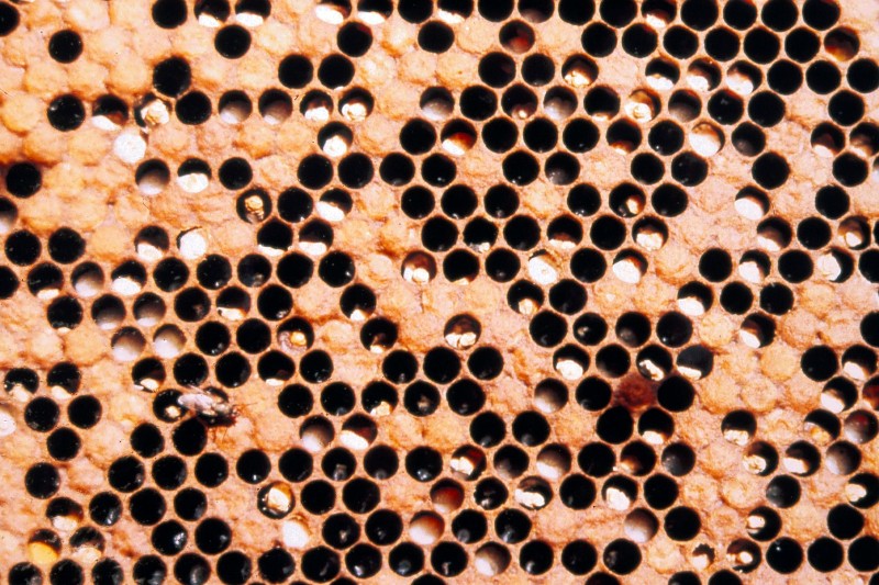 Chalk brood