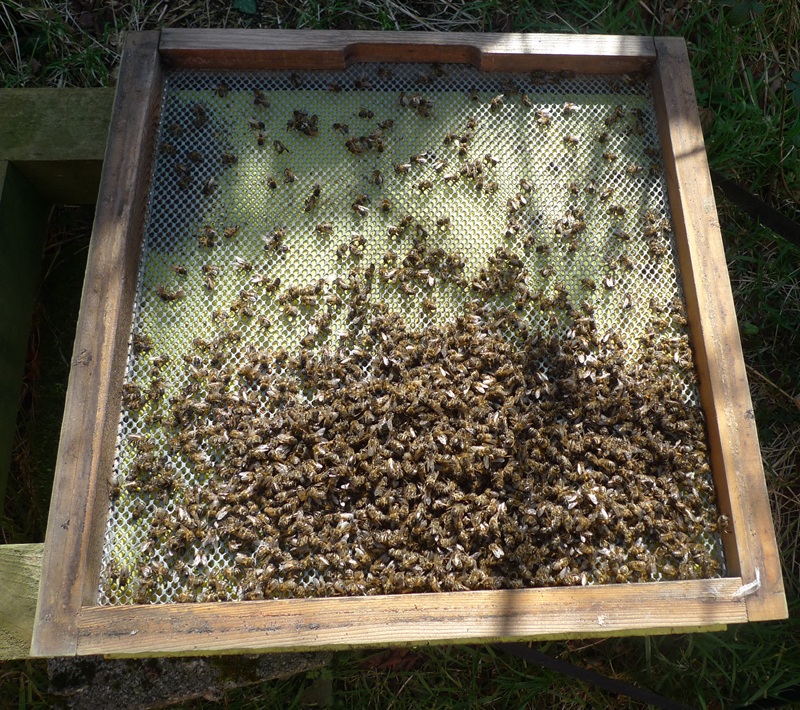Dead bees on VMF