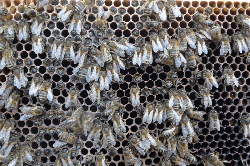 Colony starvation