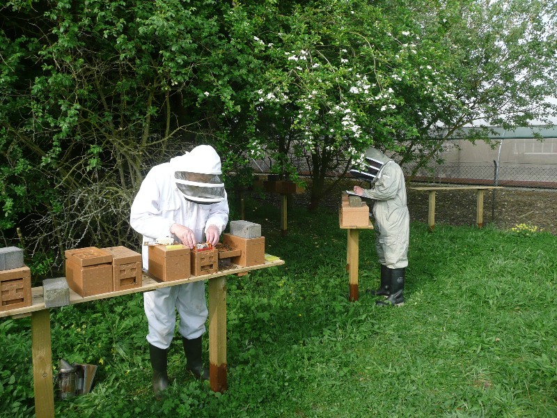 Raising nucs