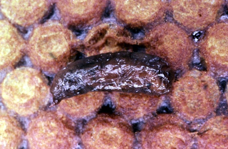 Sac brood