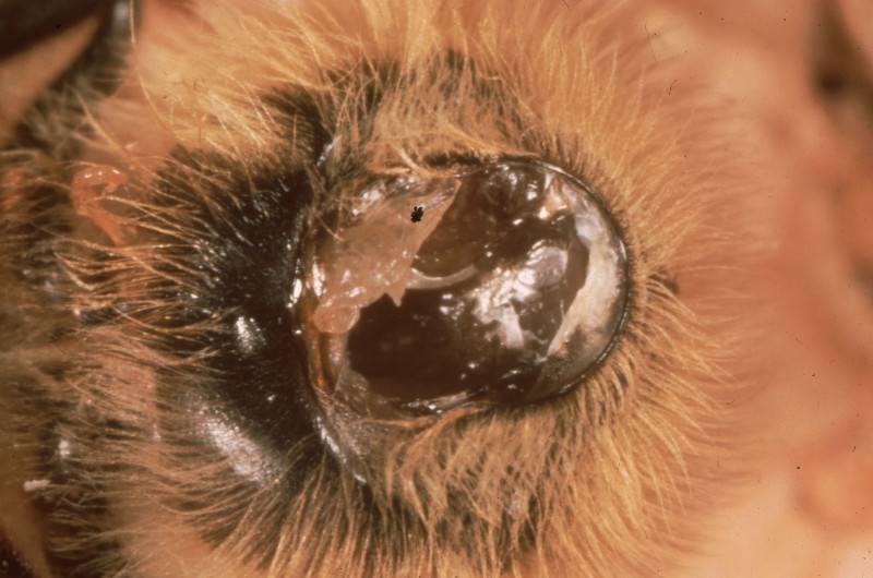 Tracheal mites