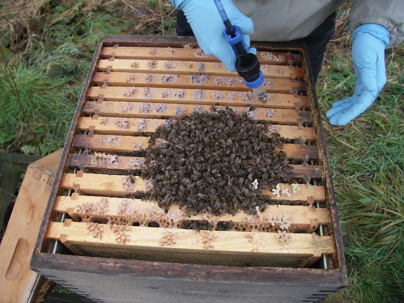 Varroa treatment