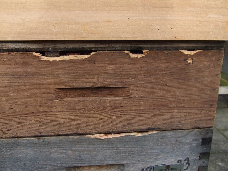 Woodpecker damage
